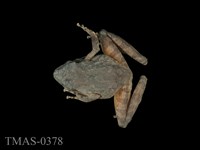 藏品(太田樹蛙)的圖片